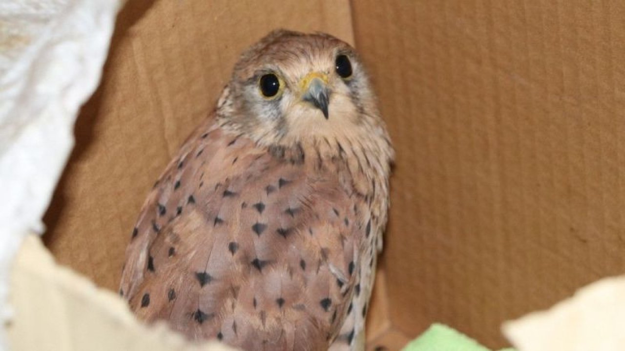 Video Haber...Yaralı Atmaca’ya belediye çalışanı sahip çıktı