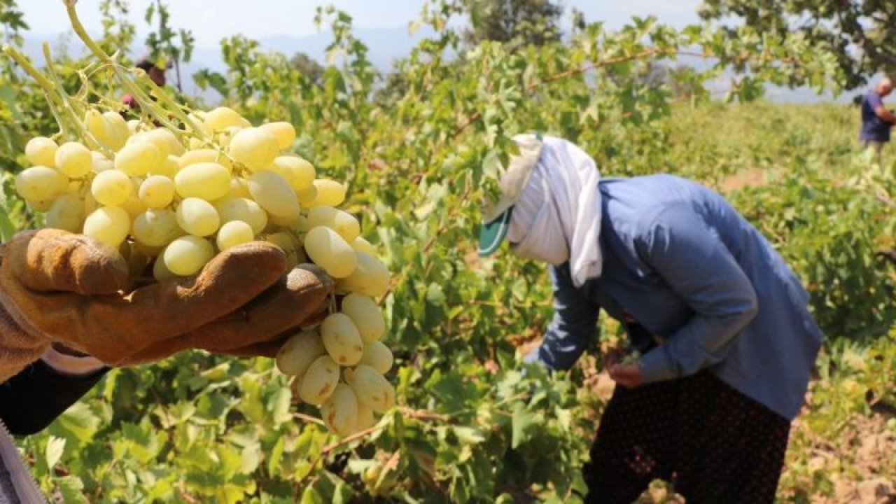 Video Haber: Gaziantep'in İslahiye ilçesinde ’Hatun parmağı’ üzümünde hasat zamanı
