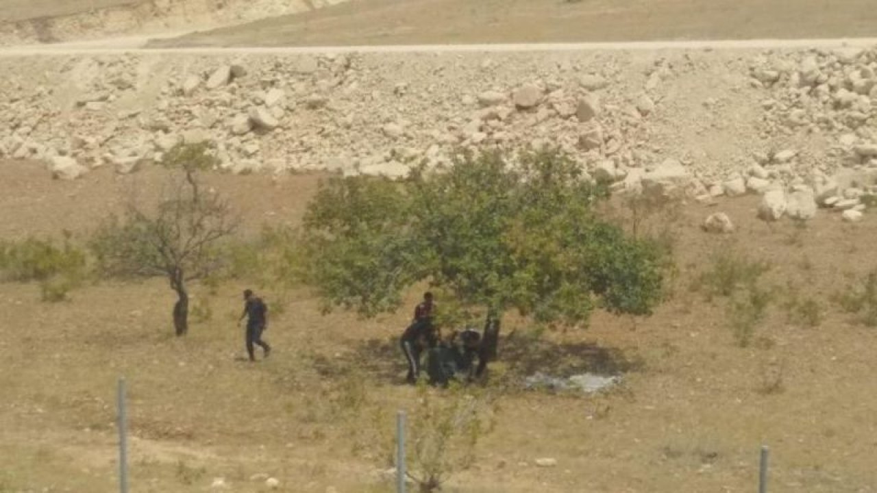 Son Dakika :Video Haber...Antep Fıstığı çalan hırsızlara suçüstü!