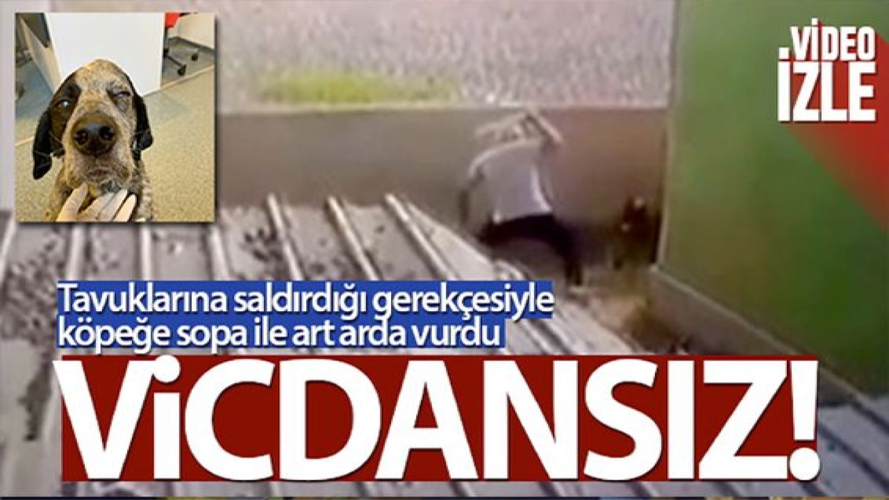 Son Dakika:Video Haber...Gözü dönen saldırgan köpeği sopa ile dövdü