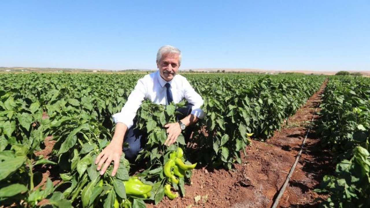 İlk hasadı Başkan Tahmazoğlu yaptı