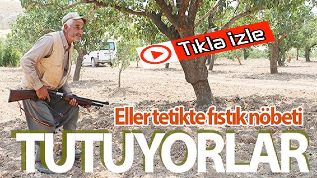 Video Haber: Gaziantep'te Tam 33 Yıldır Eller tetikte fıstık nöbeti tutuyorlar