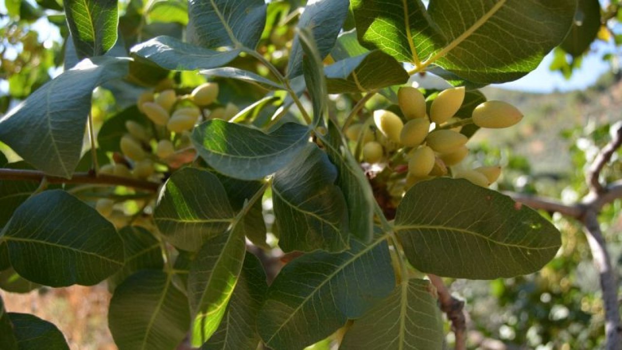 Boz Antep fıstığı hasadı tamamlandı