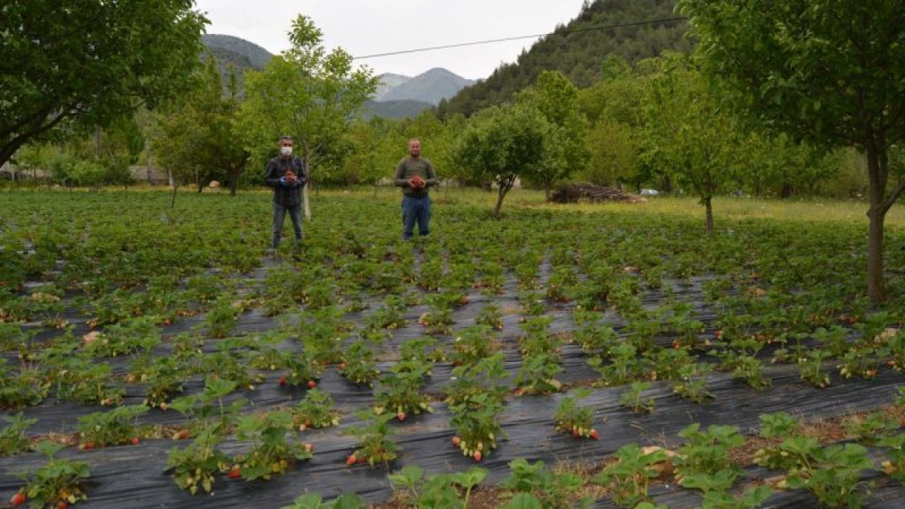İslahiye'de üreticilere fide desteği