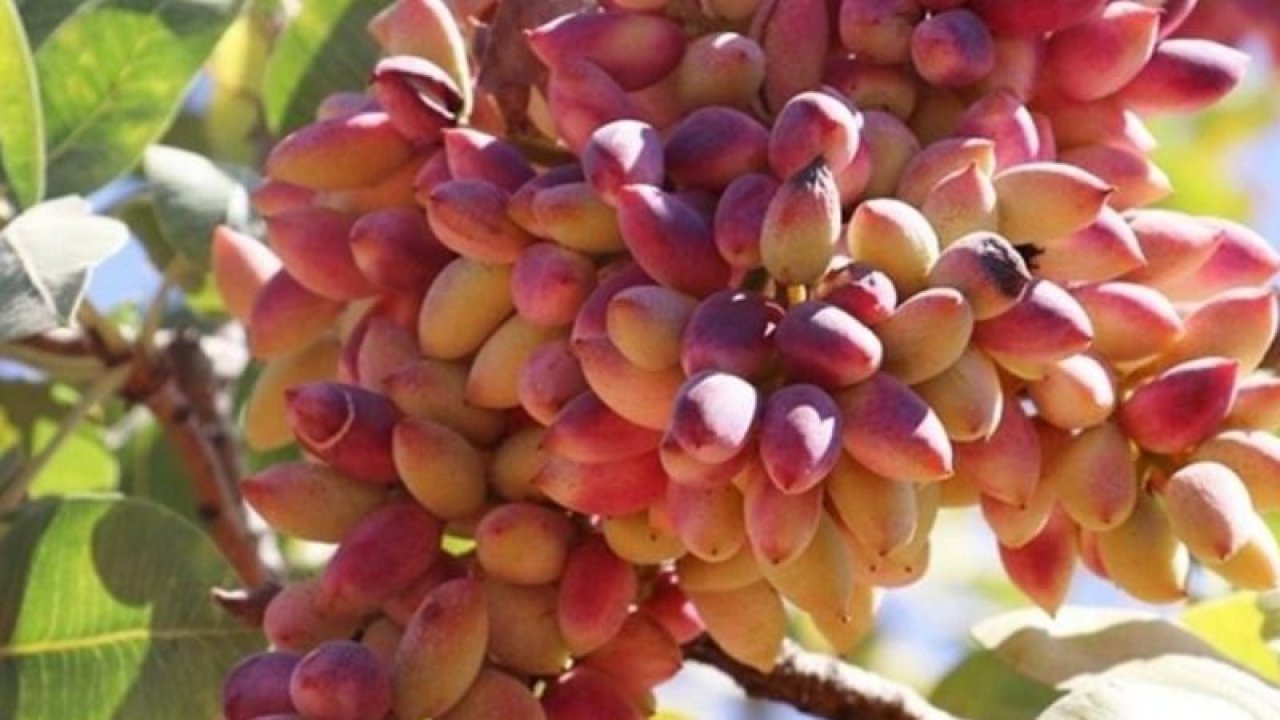 Son Dakika: Antep Fıstığının Kilosu Ne Kadar?