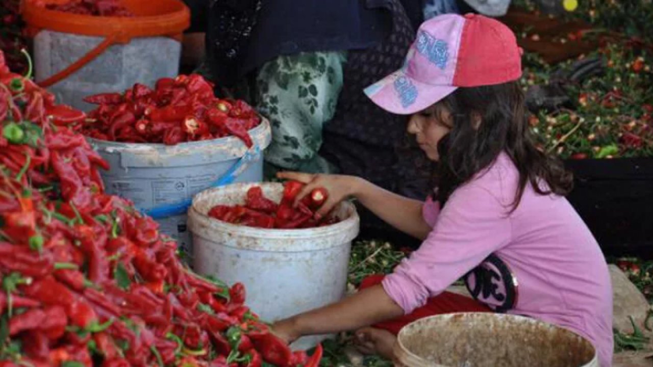 40 derecede acı biber mesaisi