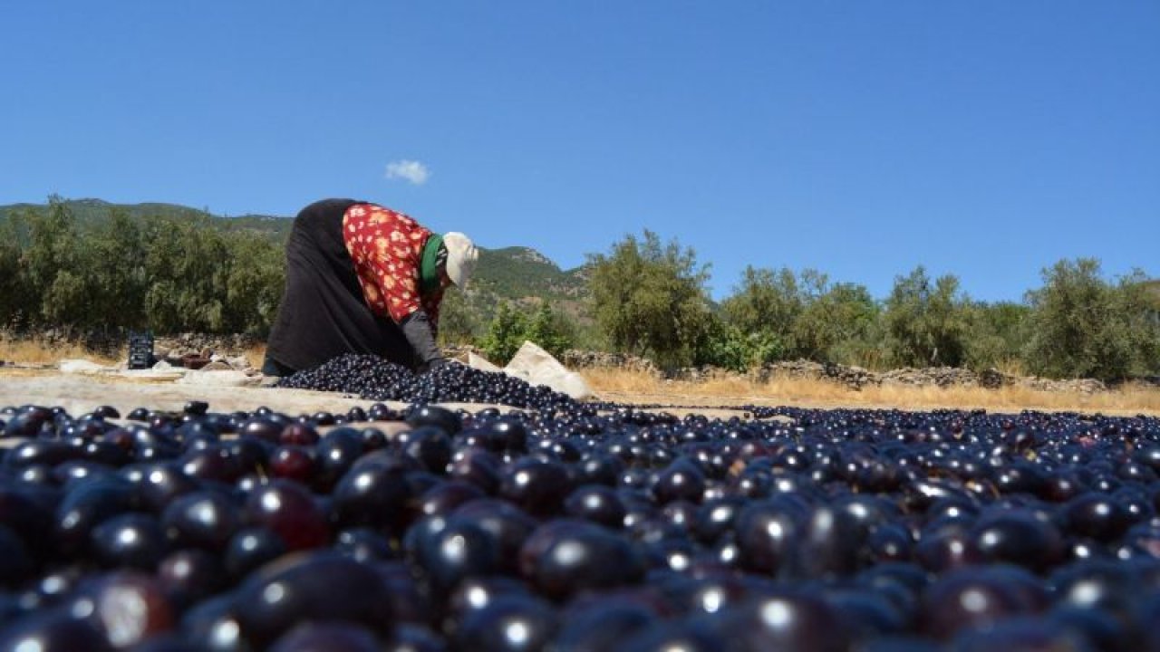 İslahiye'de üzüm kurutma zamanı