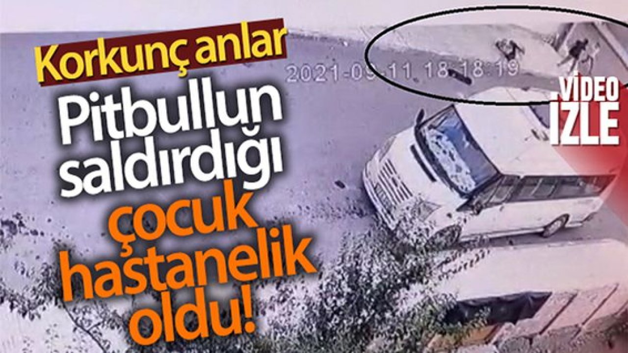 Son Dakika:Video Haber…Korkunç Anlar...Pitbull'un Saldırdığı Çocuk Hastanelik Oldu
