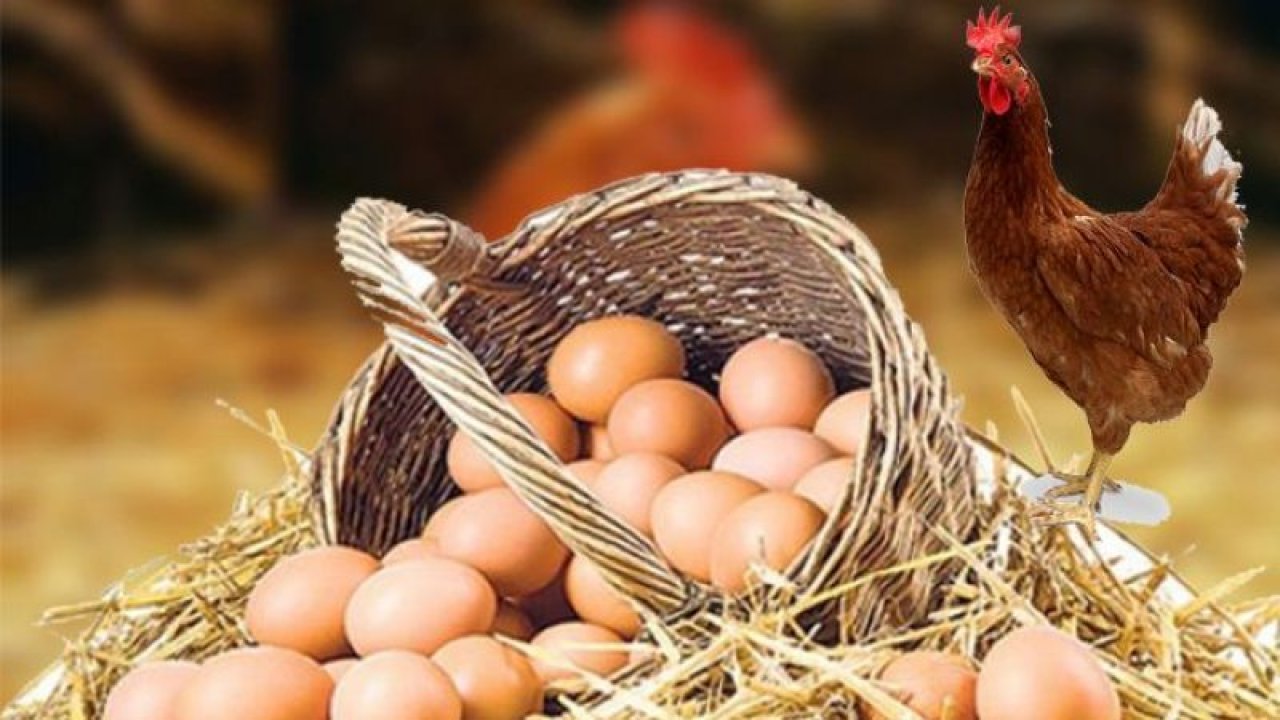 81 ilde tavuklar değil, yumurta fiyatları uçuyor!