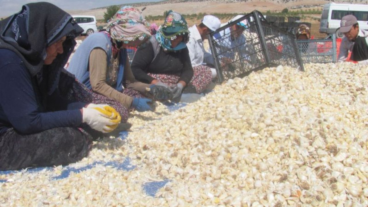 Tescilli Araban sarımsağında ekime başlandı