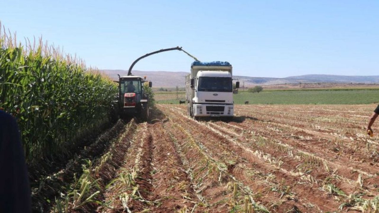 Yüksek proteinli mısır silajı daha fazla verim sağlıyor