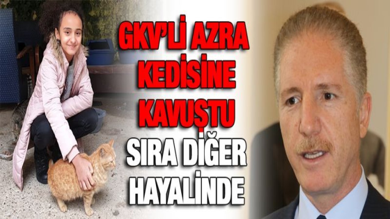 Sosyal Medya'dan gelen 'Kedimi kurtarın' çağrısına Vali Gül sessiz kalmadı