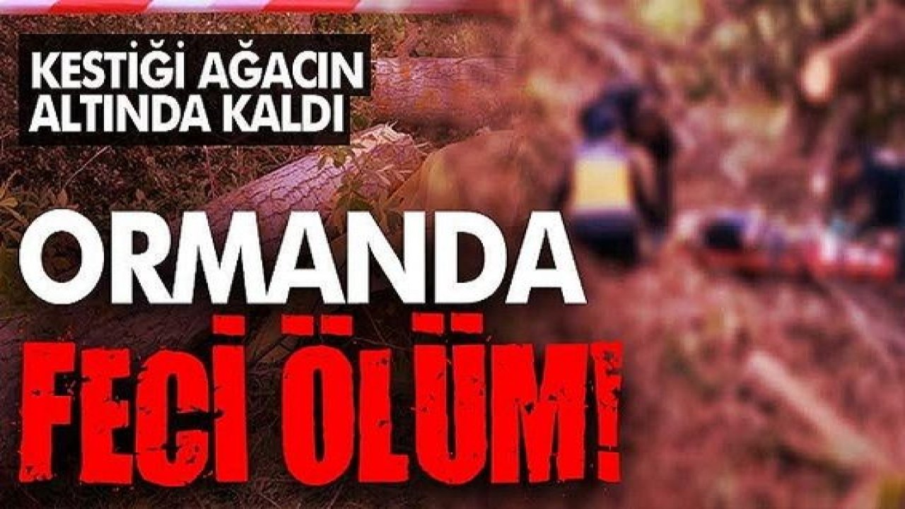 Kestiği ağaç sonu oldu