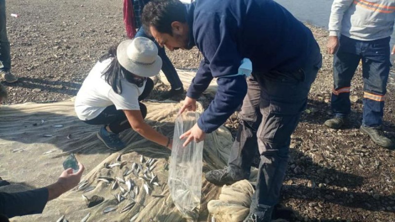 Tahtaköprü Barajı'ndaki balık türleri tespit ediliyor