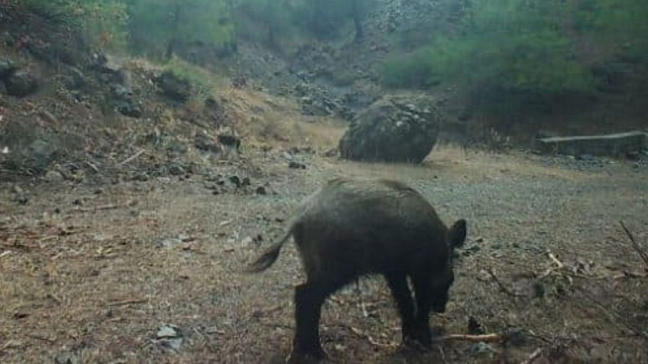 Tahtaköprü Baraj Gölünde yaban hayvanı envanter çalışması yapıldı