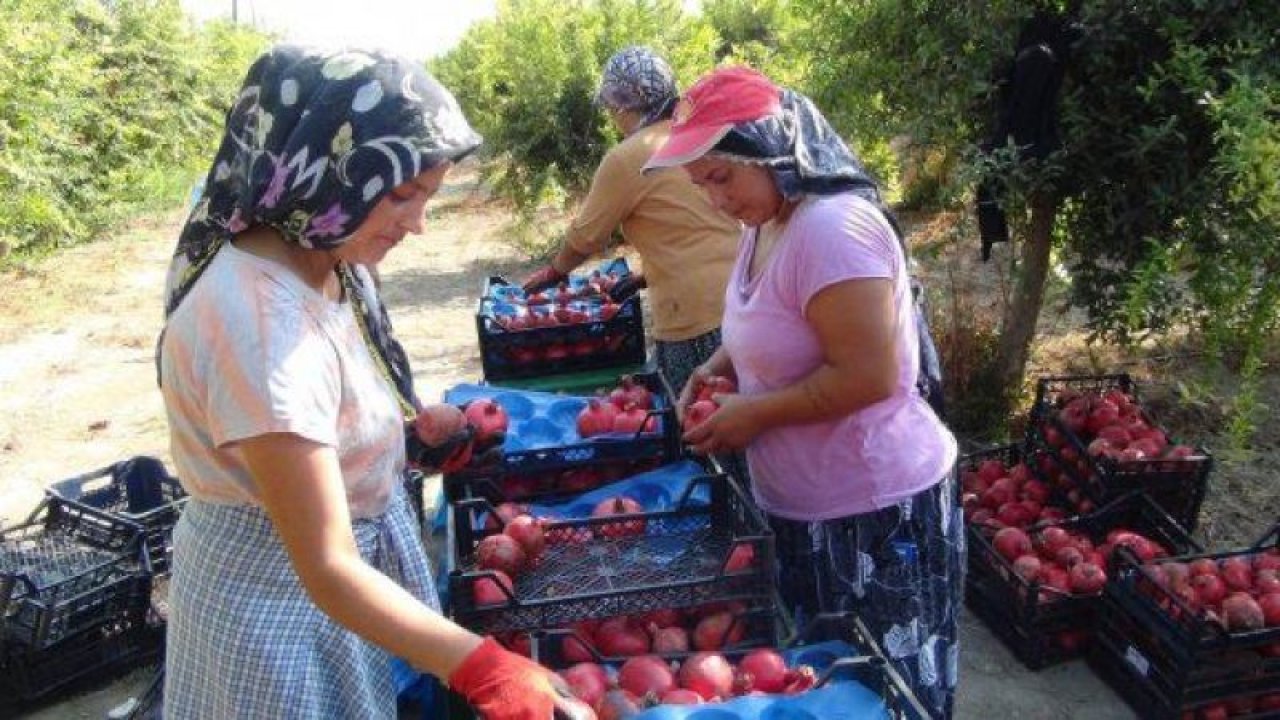 Tescilli Oğuzeli narından yılda 50 ton nar ekşisi üretiliyor