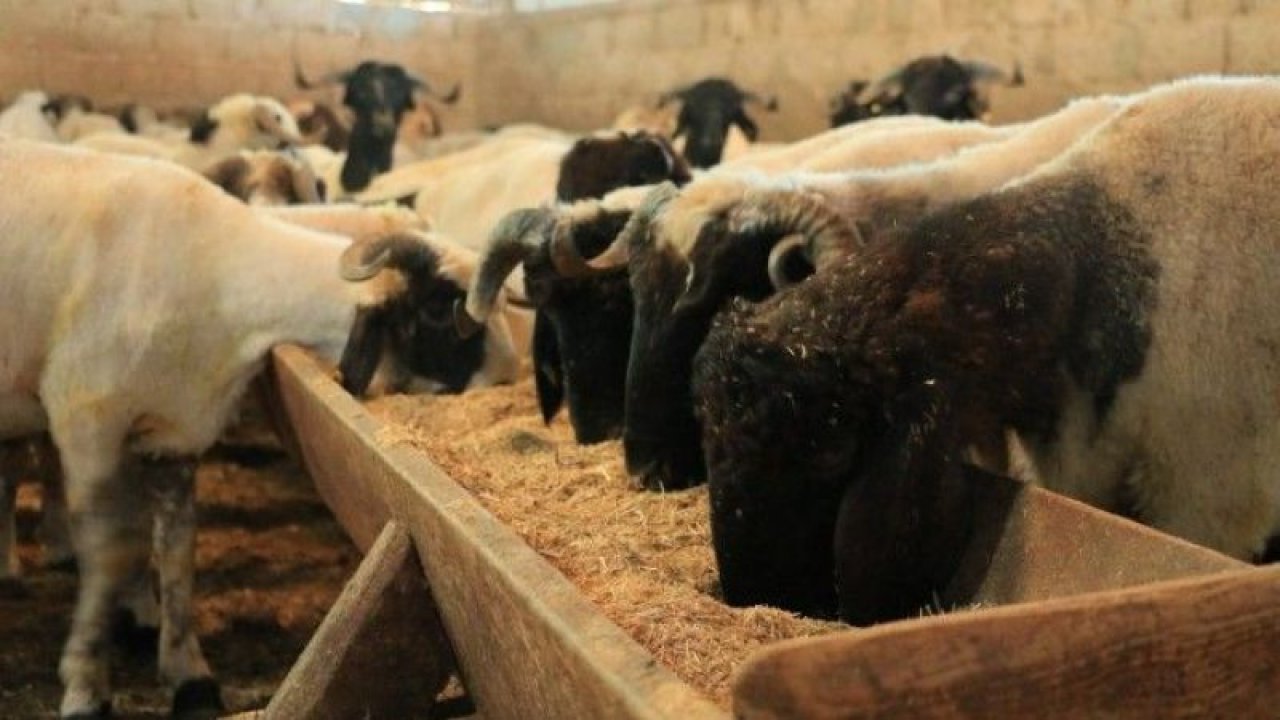Son Dakika: Gaziantep'te bir besicinin 243 bin lirasını dolandırmışlardı...Bir Başka Besiciyi Dolandıracakken Yakayı Ele Verdiler