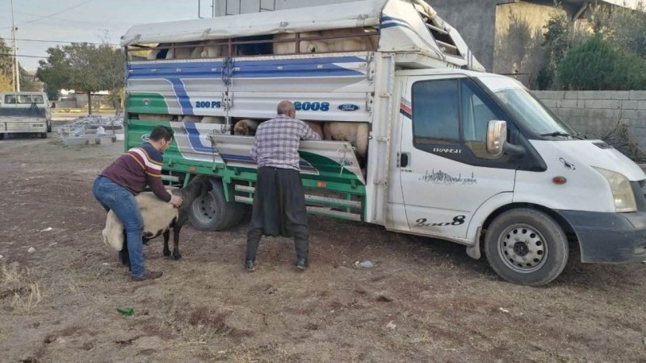 Video Haber: Gaziantep'te Kamyonetin Kapağı Açılınca 'KOYUNLAR FİRAR ETTİ'
