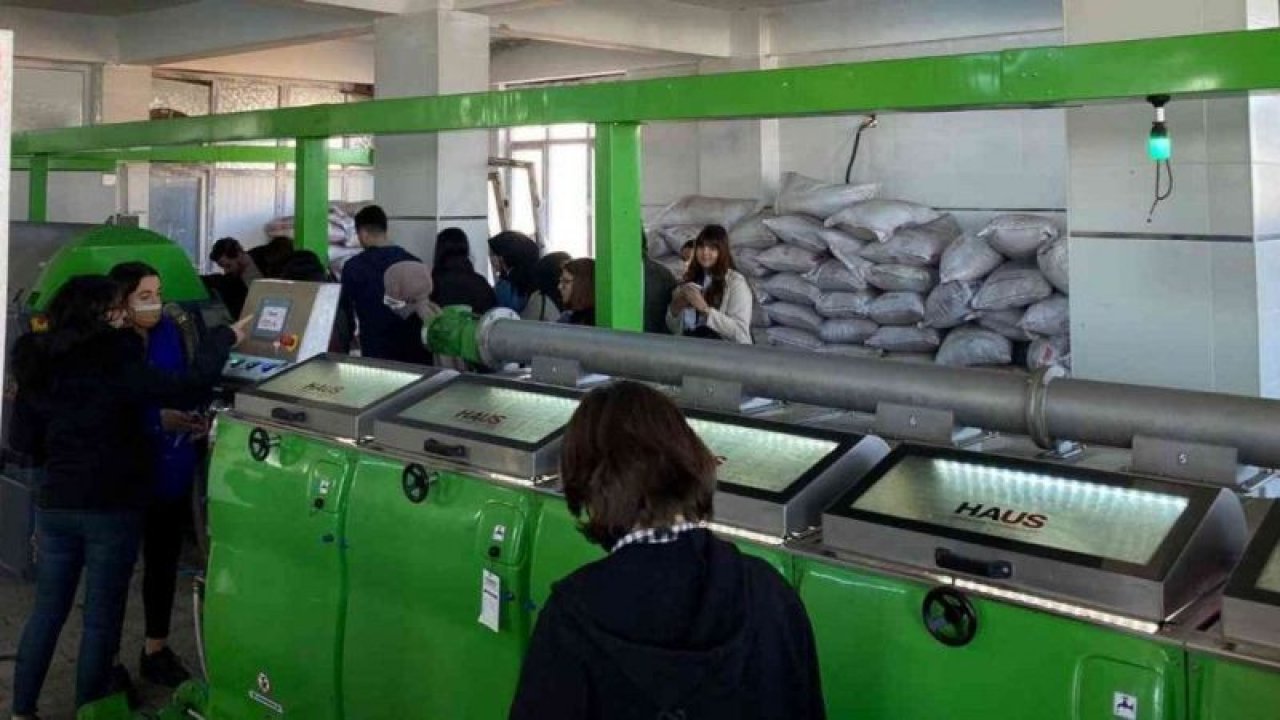 Üniversiteli gencler zeytinyağı üretimini yakından gördü