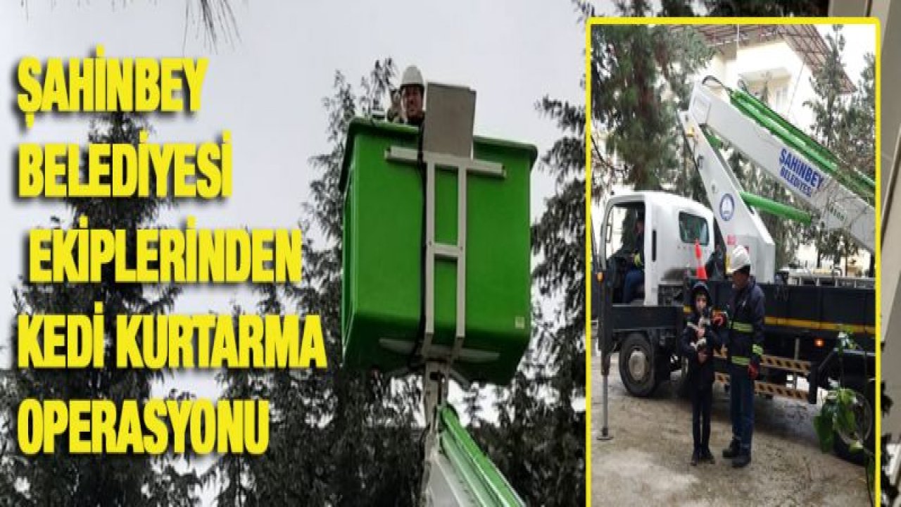 ŞAHİNBEY BELEDİYESİ EKİPLERİNDEN KEDİ KURTARMA OPERASYONU