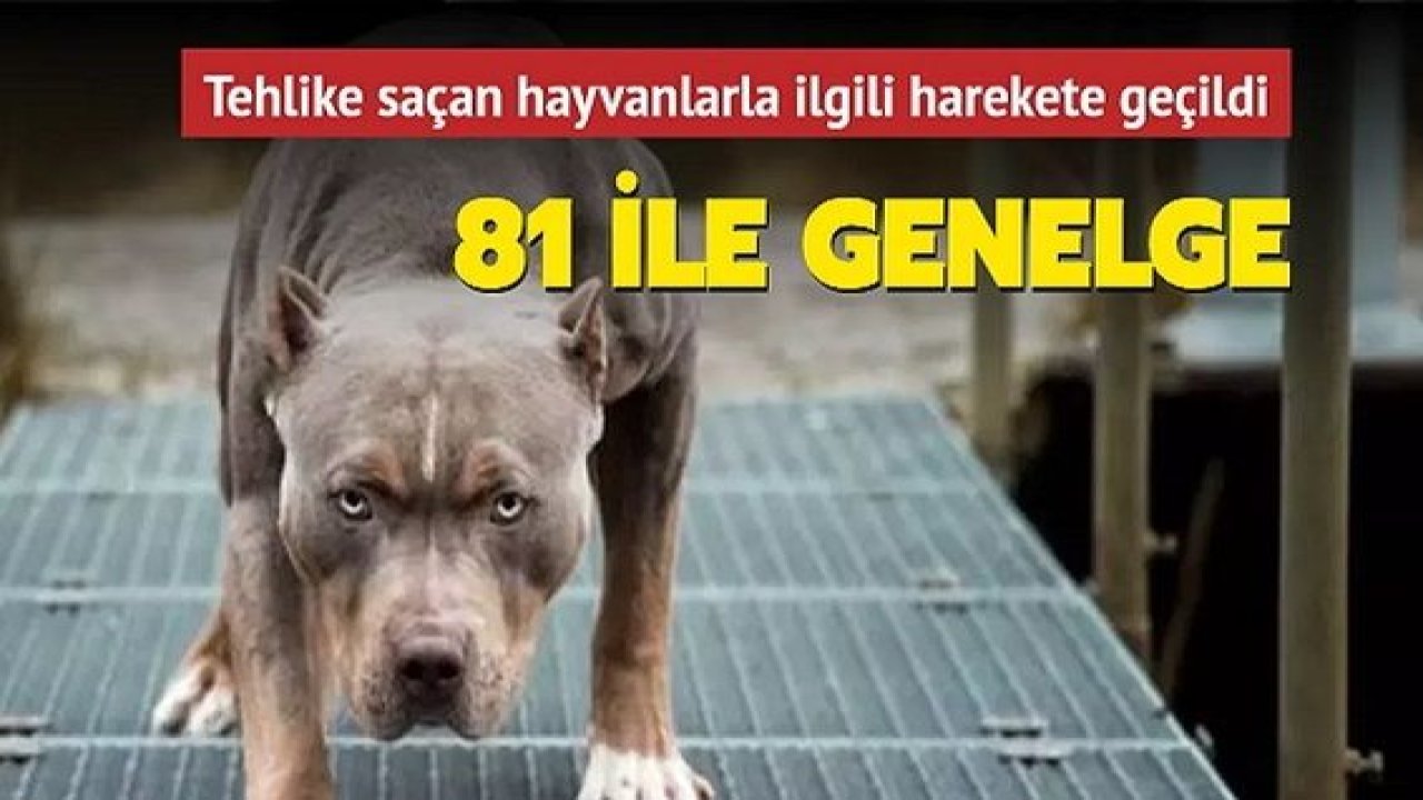 Son dakika:Gaziantep Dahil  Hayvanlarla ilgili 81 ile genelge
