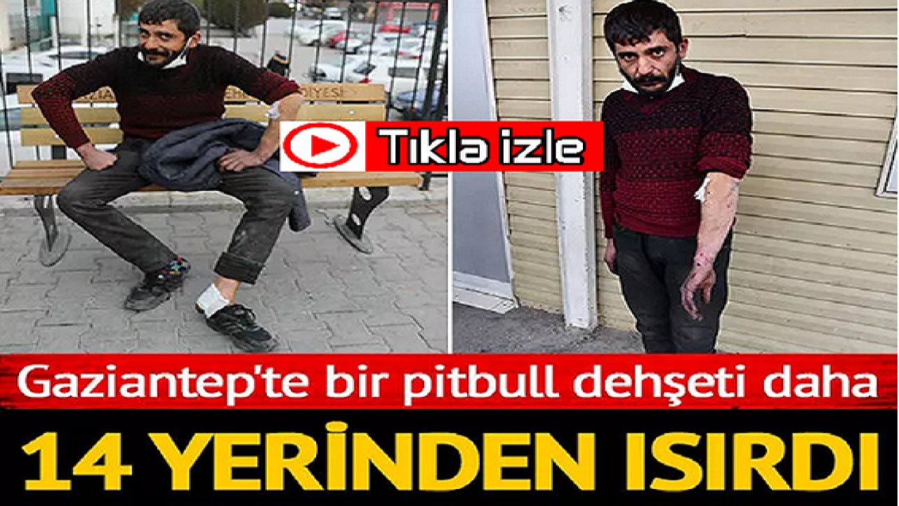 Son Dakika: Video Haber...Gaziantep'te bir pitbull dehşeti daha! 14 yerinden ısırdı