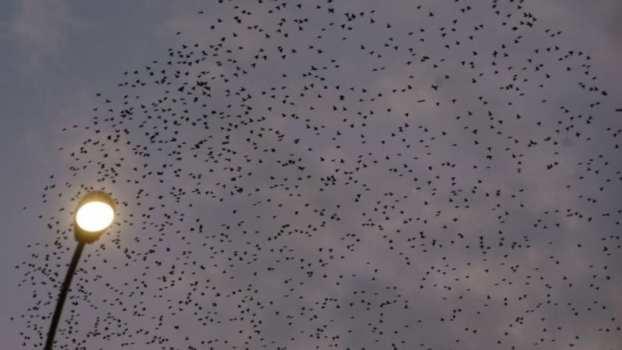 Foto Haber: Gaziantep'te Sığırcıkların Gökyüzünde Dansı İlgiyle İzledi