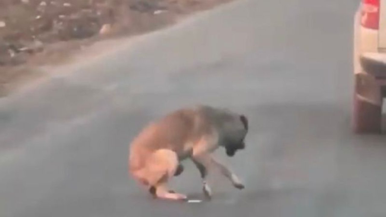 Son Dakika:Video Haber...Vahşet! Şokak köpeğini silahla böyle vurdu! O Cani Yakalandı!