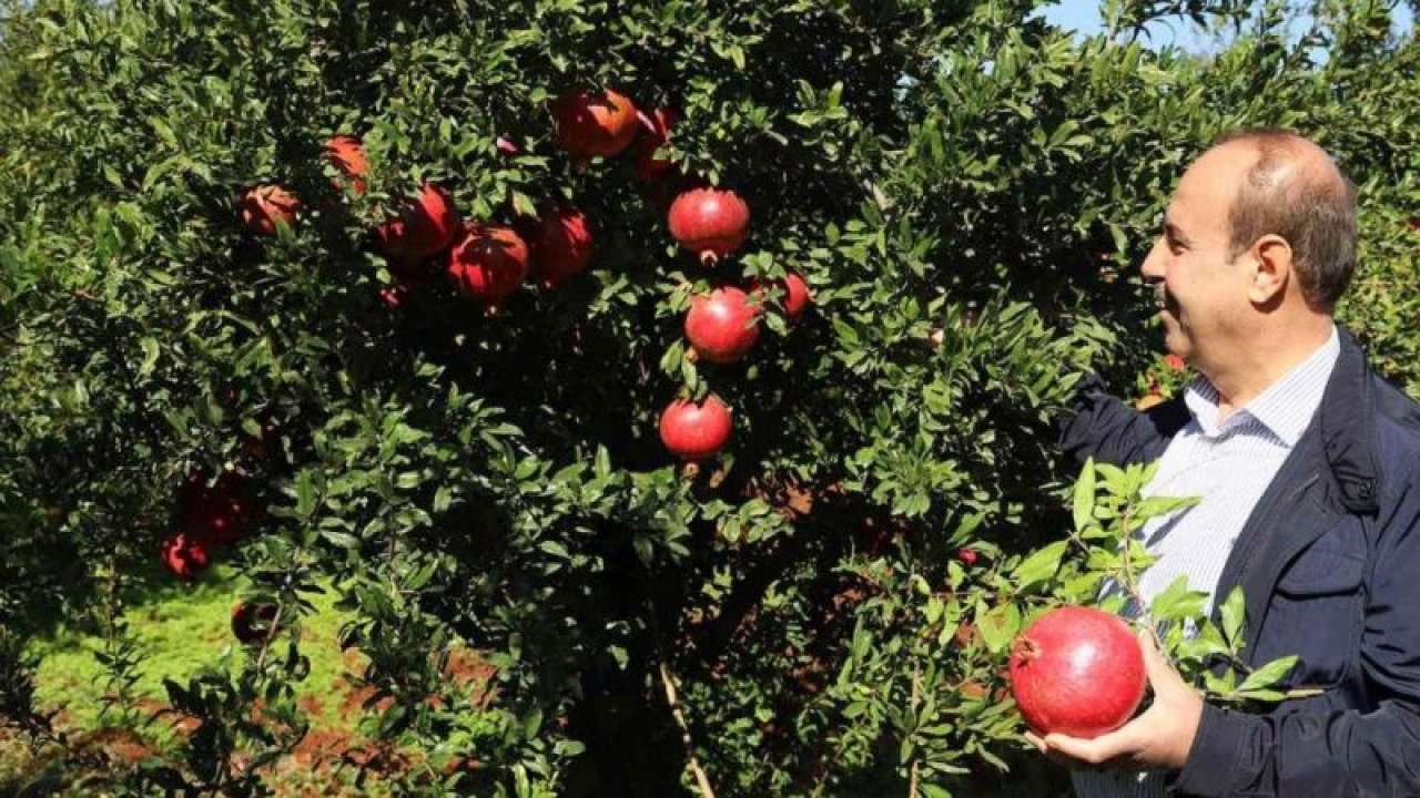 Oğuzeli’nde bir yılda 400 ton nar işlendi