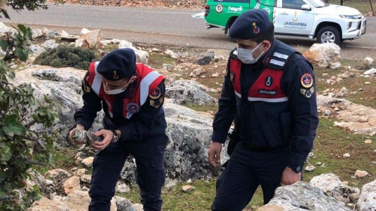 Gaziantep'te yaralı baykuşa jandarma sahip çıktı