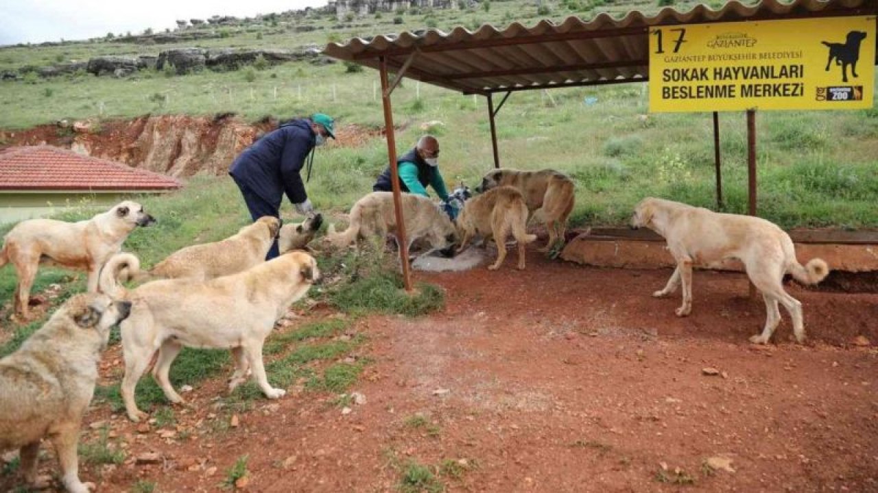 Gaziantep’te 2021’de yaklaşık 7 bin sokak hayvanı tedavi edildi