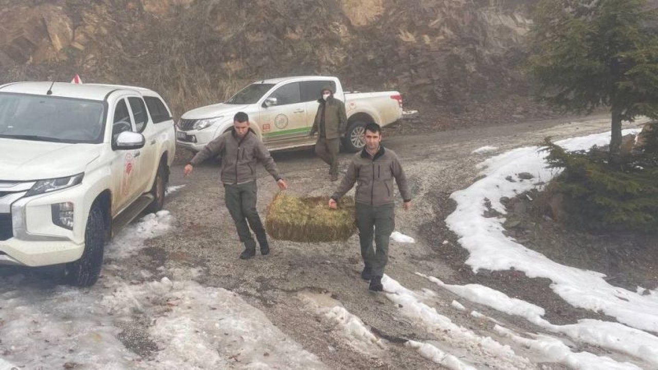 Toros Dağları Devlet Avlağına yem bırakıldı