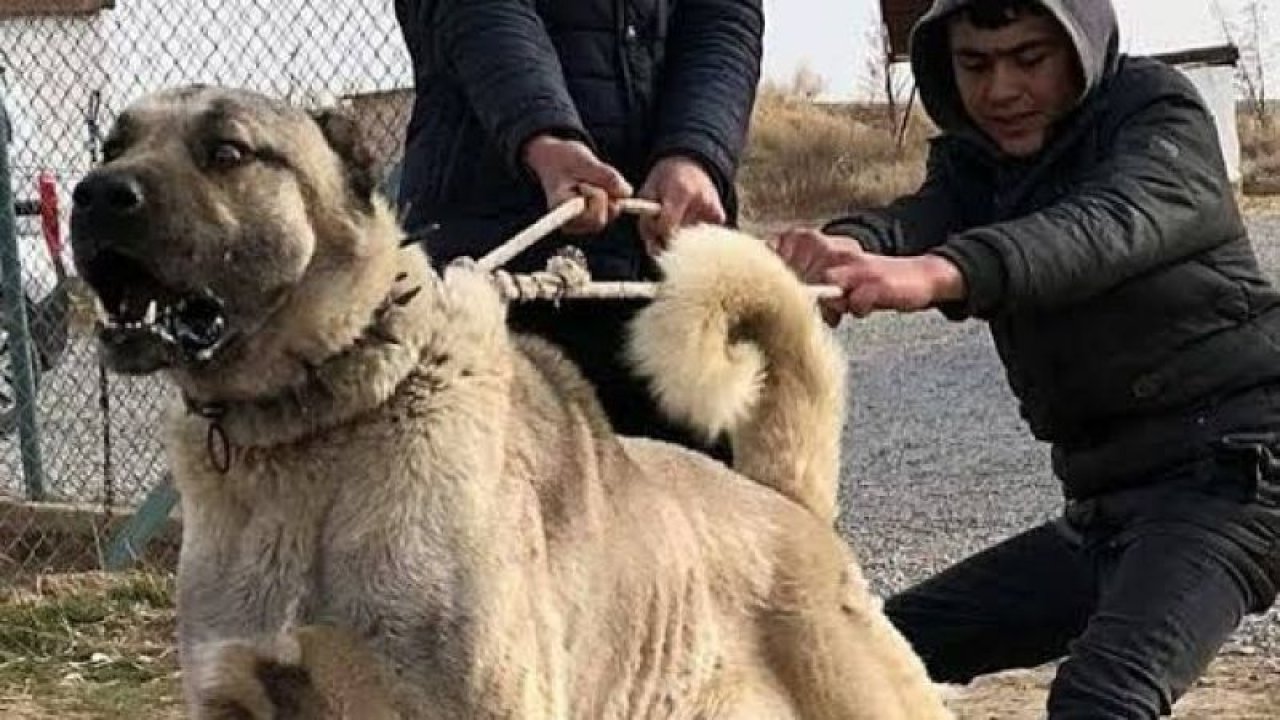 Bağevinde şok olay! Gaziantep’te köpek dehşeti bitmiyor! Bu sefer kangal köpeği dehşeti!