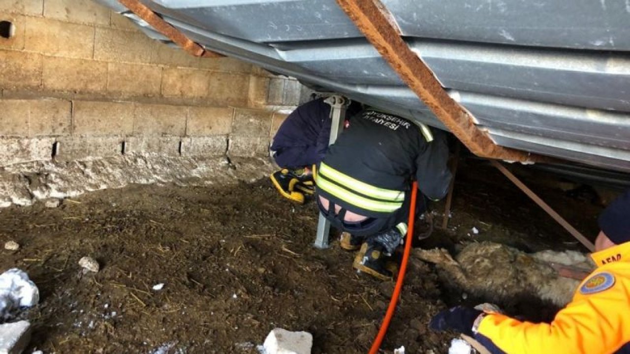 Son Dakika: Gaziantep’te ahır çöktü, 10 hayvan telef oldu