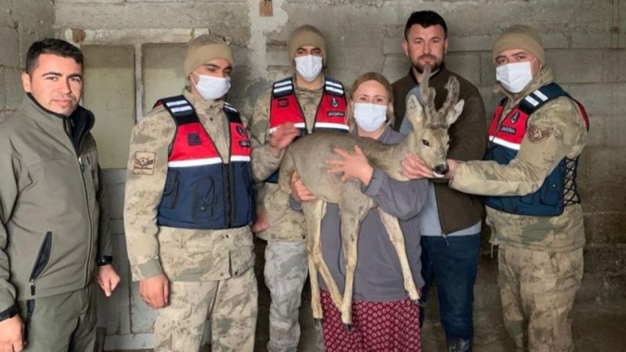 Video Haber...Köylülerin bulduğu yaralı karaca tedaviye alındı