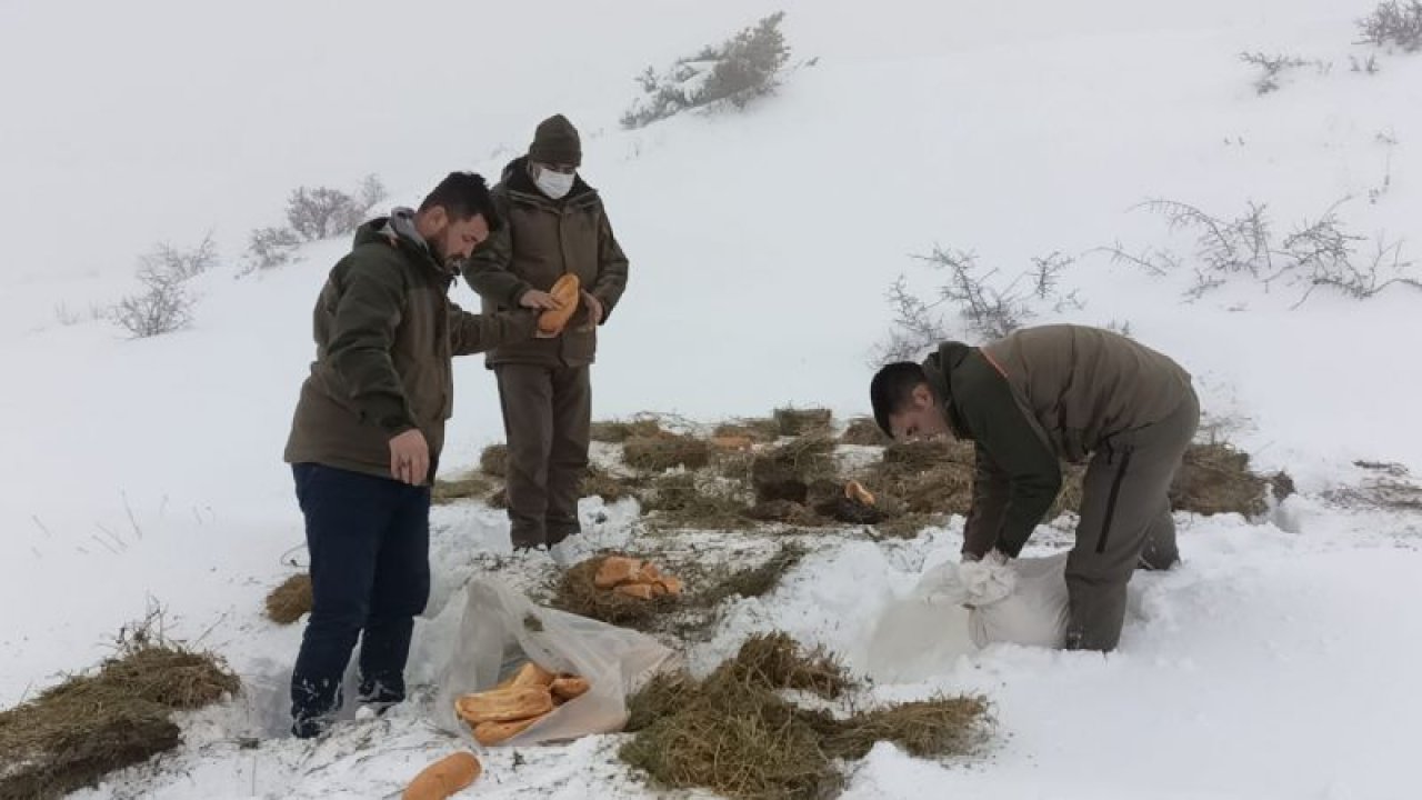 Video Haber: Gaziantep'te yaban hayvanları için doğaya 1,5 ton yem bırakıldı