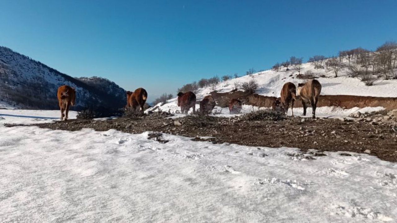 Video Haber...Amanos Dağları eteklerinde yılkı atları görüldü