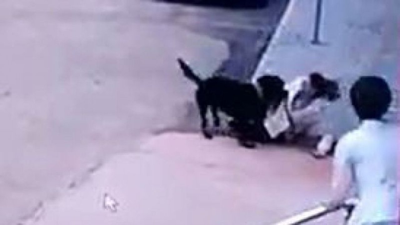 Son Dakika: Gaziantep’te pitbull’dan sonra rottweiler dehşeti...Minik Asiye'den Sonra Gaziantep'te Bir Köpek Dehşeti Daha!