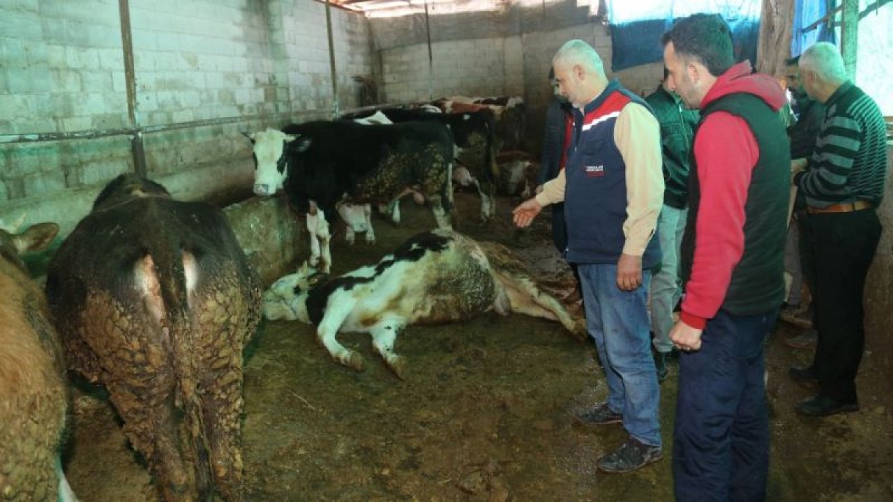 Video Haber:Gaziantep'te elektrik akımına kapılan 4 büyükbaş hayvan telef oldu