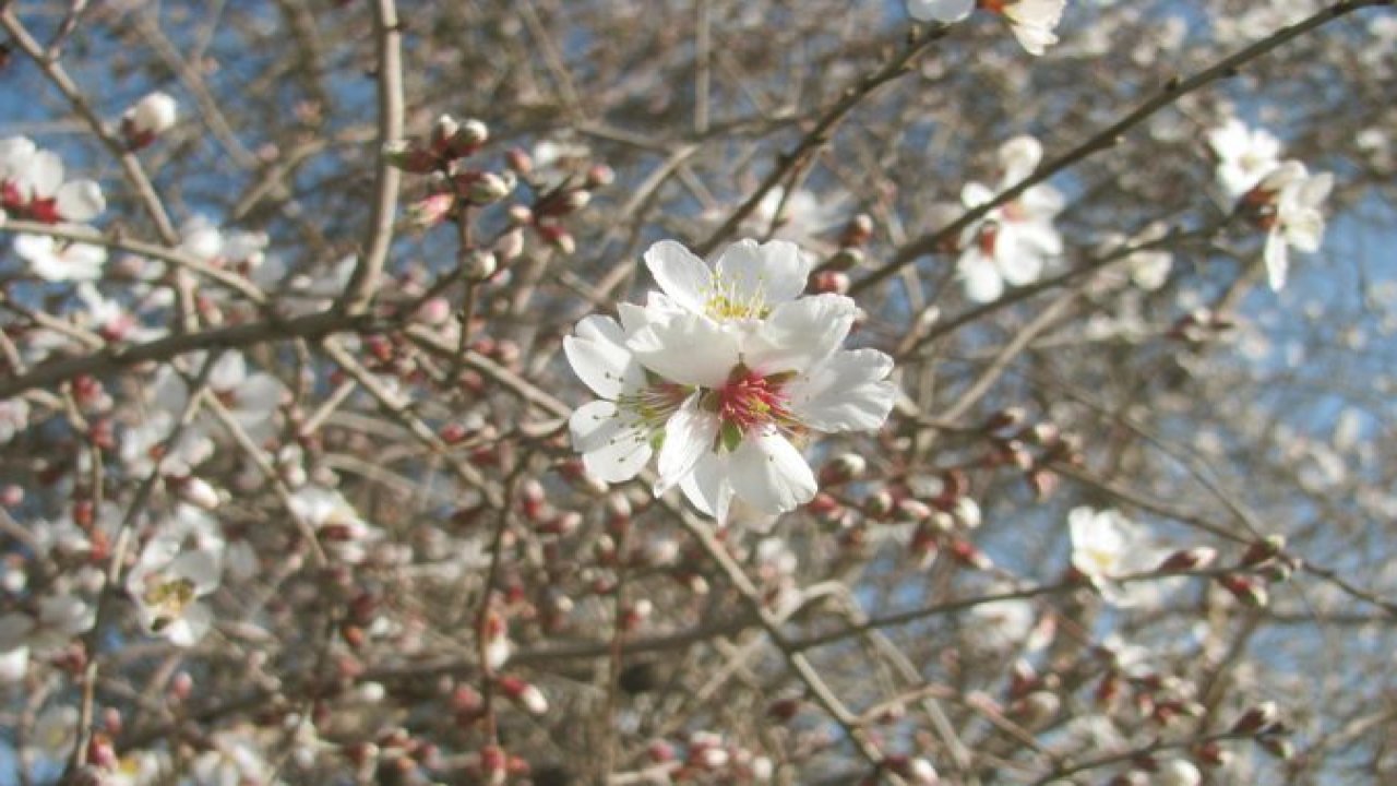 Gaziantep'te yalancı bahar