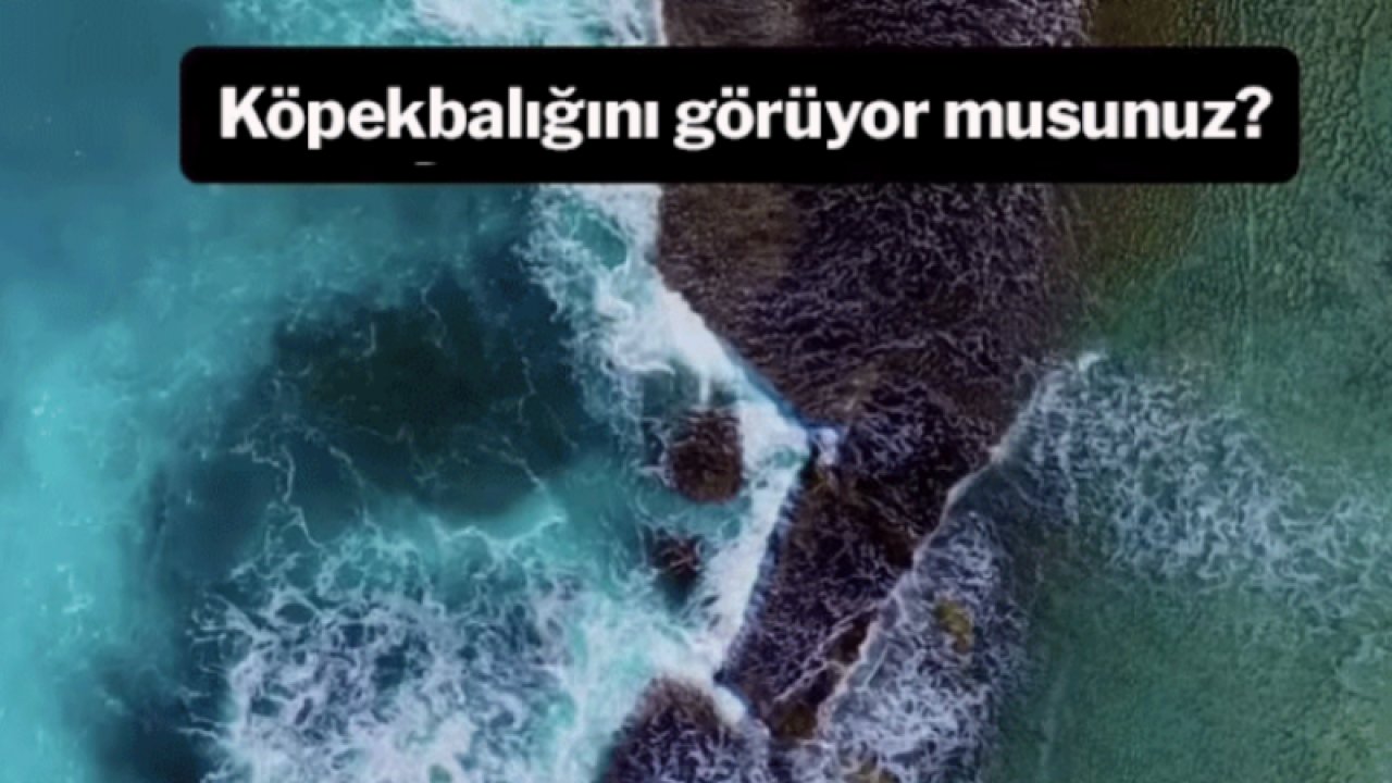 Sosyal medya bu görüntüyü konuşuyor: Köpekbalığını görebiliyor musunuz?