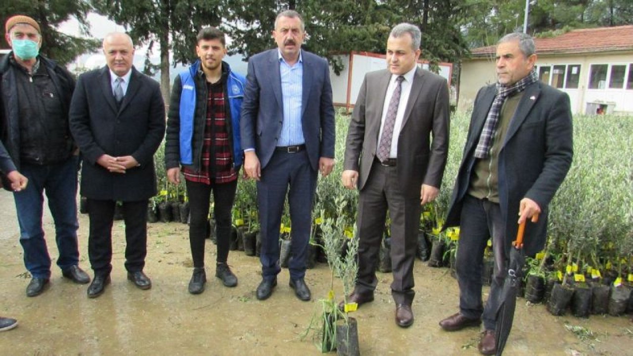 İslahiye'de zeytin fidesi dağıtılıyor