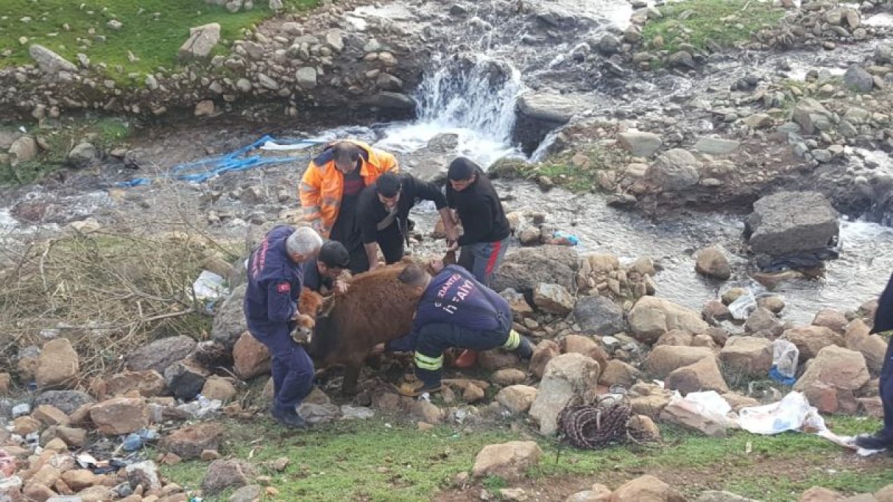 Gaziantep'te dereye düşen ineği itfaiye ekipleri kurtardı