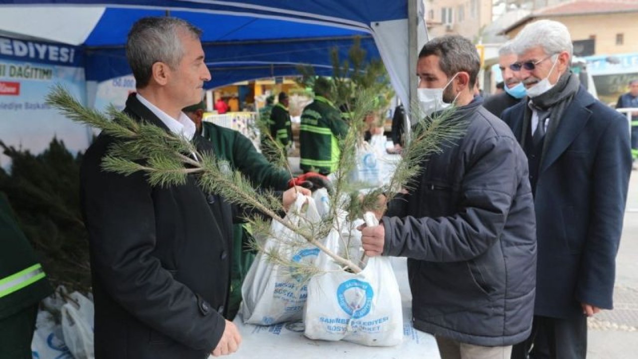 Şahinbey’de 150 bin çam fidanı dağıtıldı
