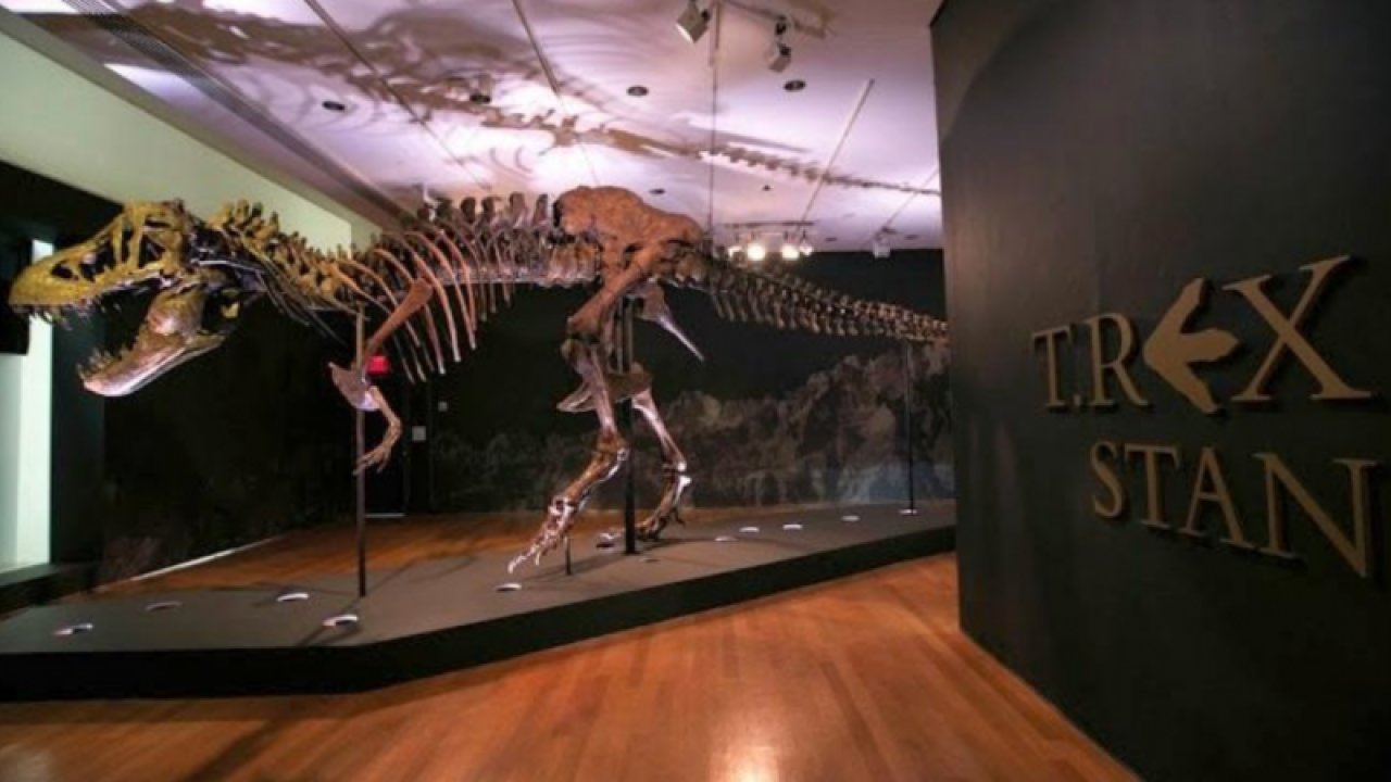 67 milyon yıllık T-Rex fosili rekor fiyata satıldı