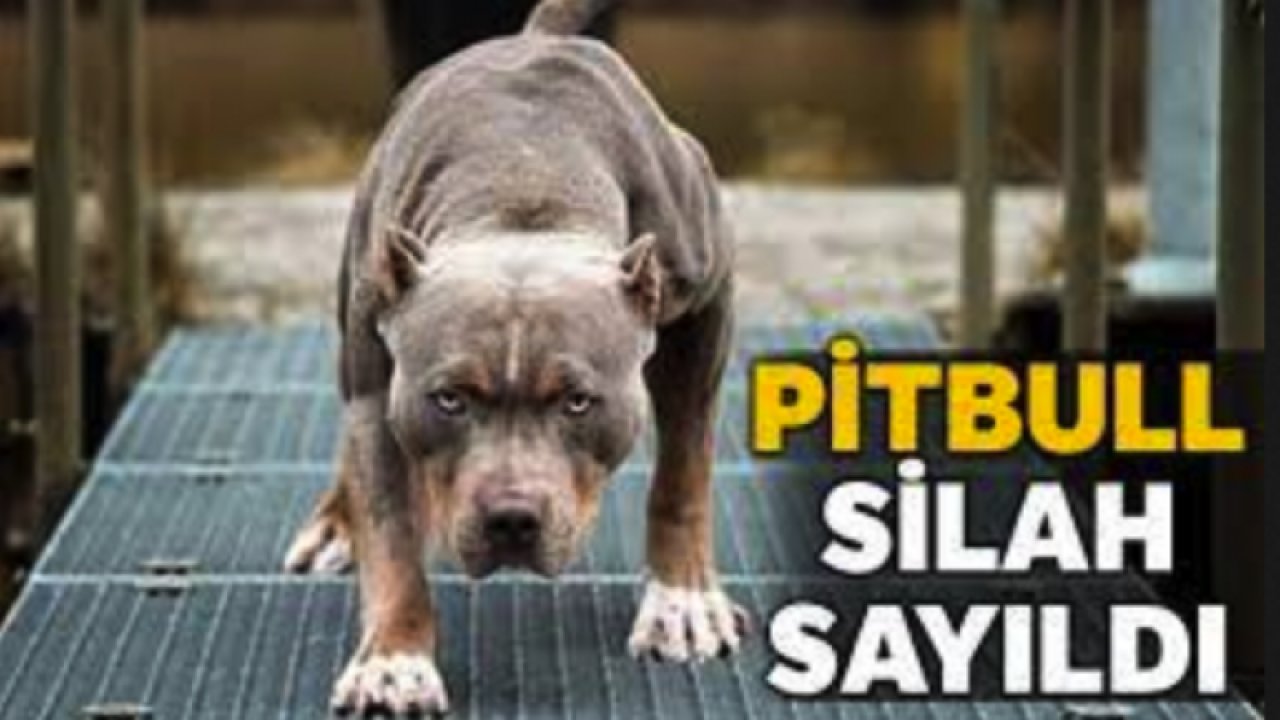 Gaziantep'te gaspta kullanılan pitbull "silah" sayıldı