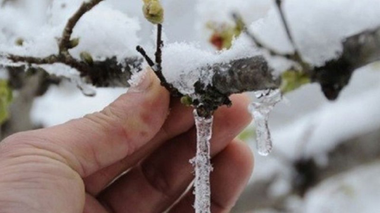 İslahiye'ye Uyarı! Gaziantep'in İslahiye Ziraat odasından zirai don uyarısı