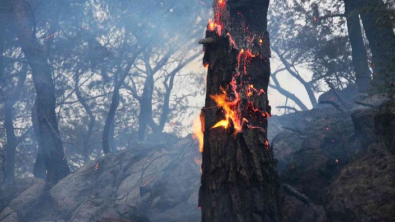Bodrum’da orman yangını! Rüzgarın etkisiyle giderek büyüyor...Yüzlerce ağaç küle döndü. Video Haber