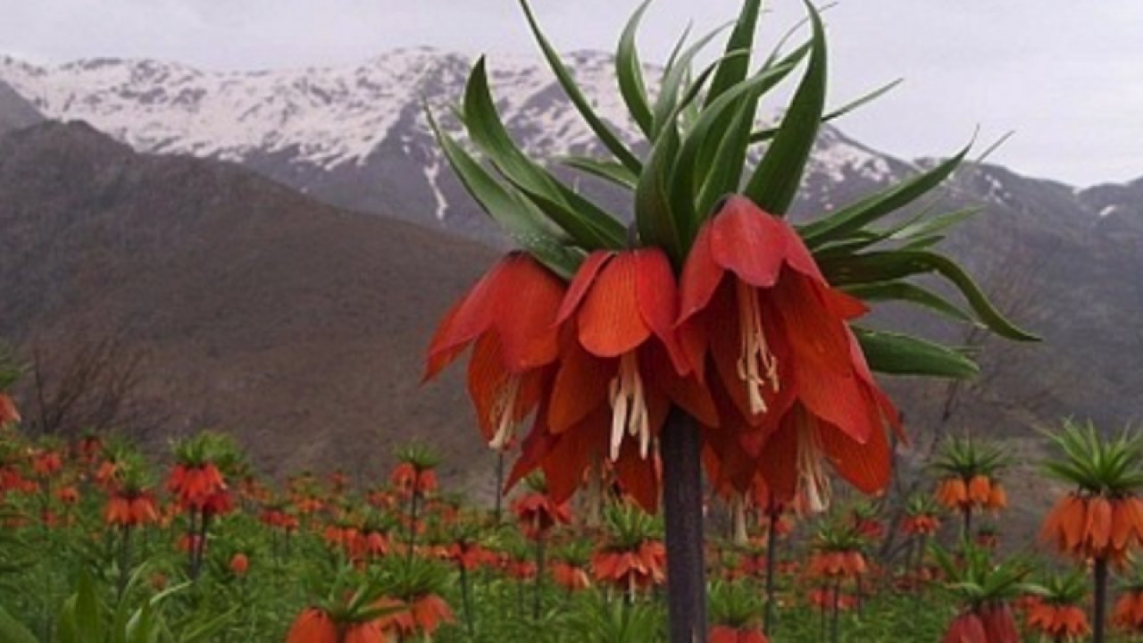 Bu çiçeği koparmanın cezası 80 bin TL... Hüznün sembolü Ters lale çiçeği nerede yetişir? Ters lale nesli tükendi mi?