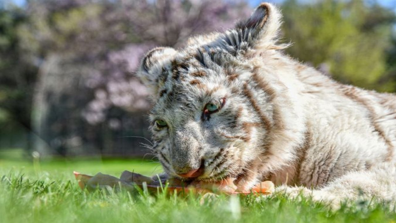 Gaziantep'e getirilen Albino kaplan Kartopu, yeni hayatına şempanze Can ile uyum sağlıyor